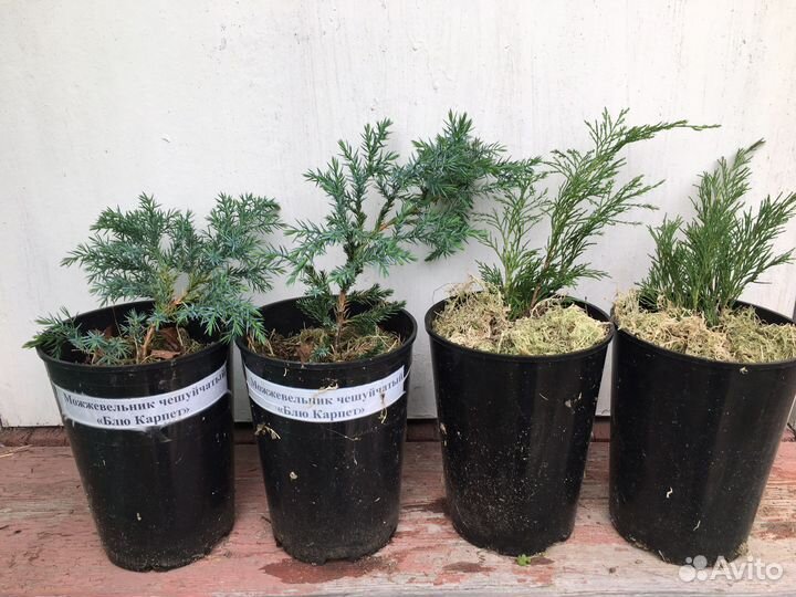 Можжевельник Блю Карпет