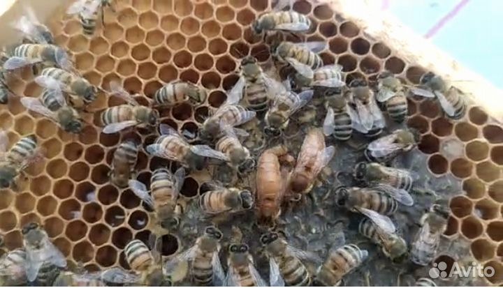 Бакфаст Кордован Пчеломатки F1