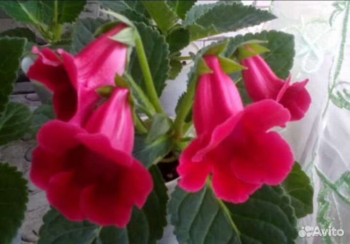 Тидеи,Глоксинии,Стрептокарпусы семена