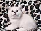 Шотландские серебристые котята объявление продам