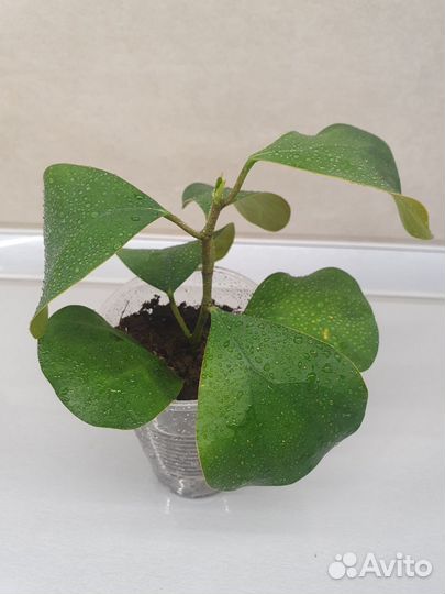 Комнатные растения