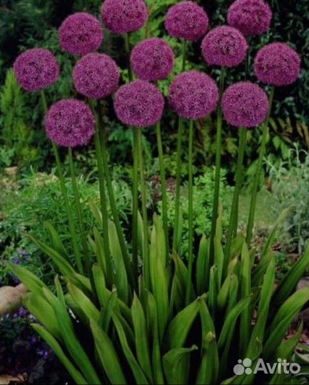 Лук Суворова