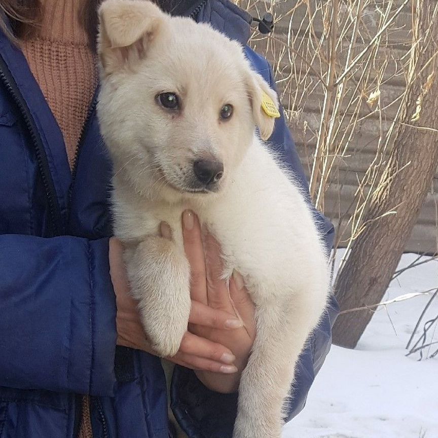 Щенок в добрые руки бесплатно