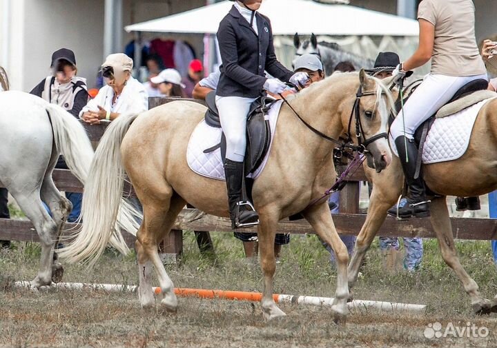 Уэльский пони