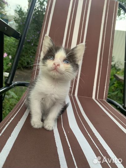 Помогите найти дом котятам