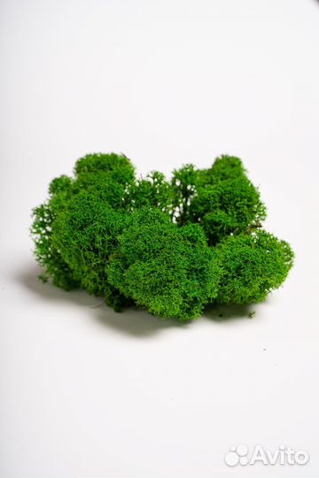 Мох стабилизированный оптом и в розницу