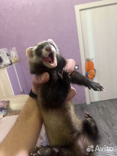 Домашний хорек