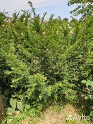 Тис раскидисты 170 высоту