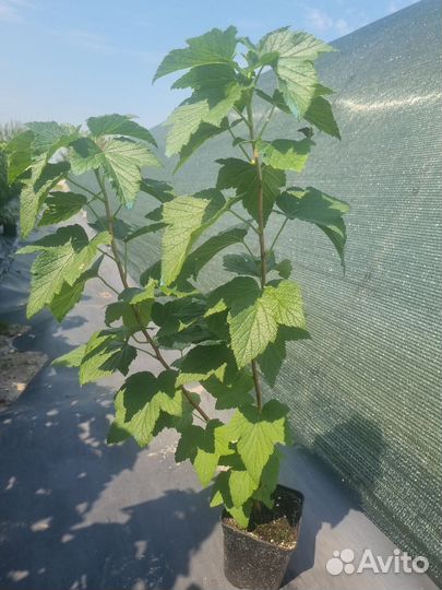 Саженцы черной смородины сорт Блэк Меджик Карбон