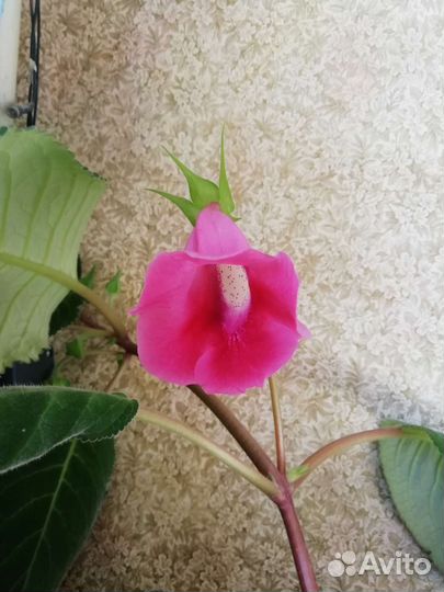 Глоксиния тидея