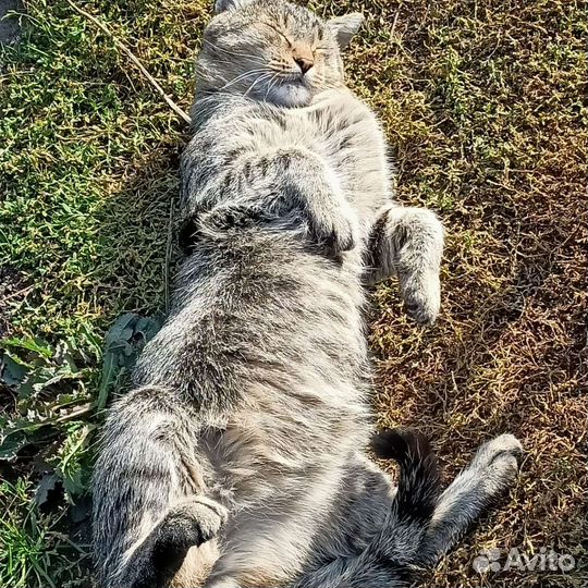 Котики бесплатно в добрые руки