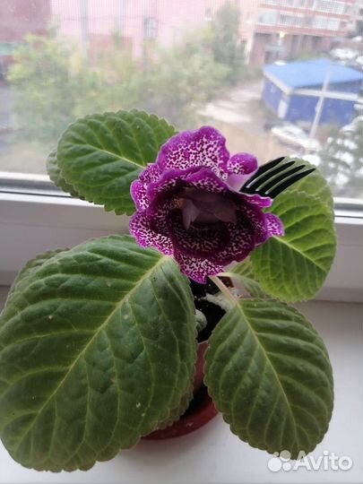 Глоксиния махровая