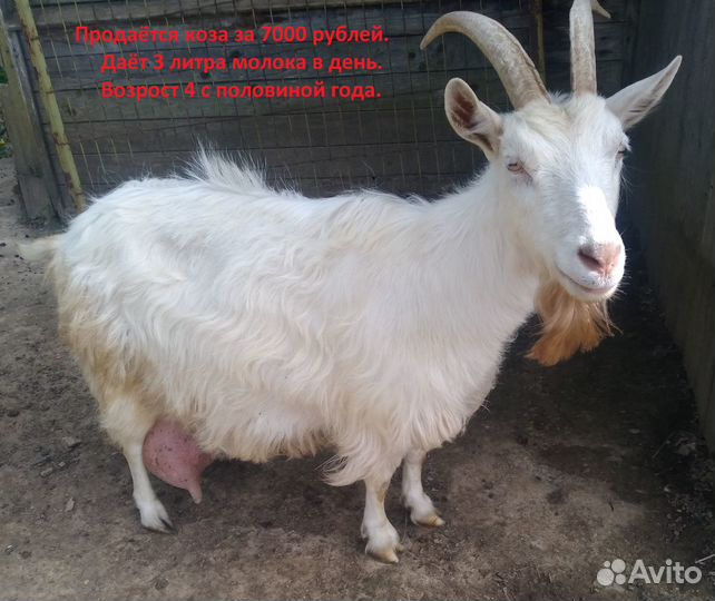Коза дойная 3 литра в день