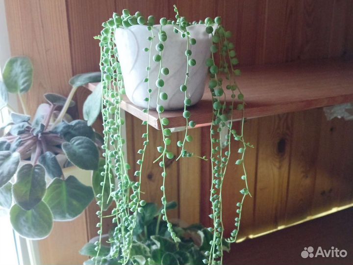 Крестовник роули, очиток Моргана и др