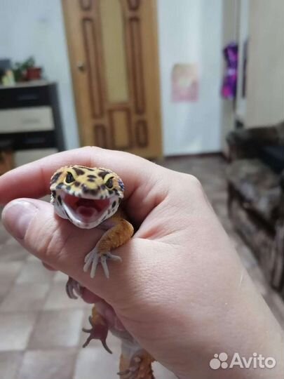 Геккон эублефар