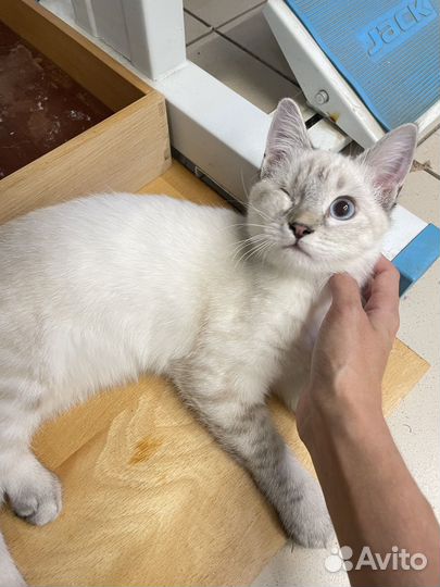 Кошечка в добрые руки