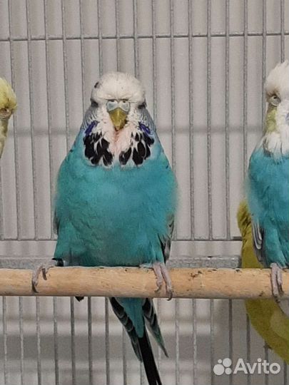 Волнистый выставочный попугай, Чехи