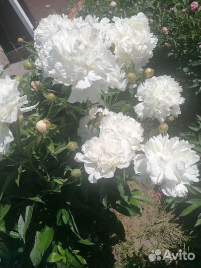 Пион Фестива maxima