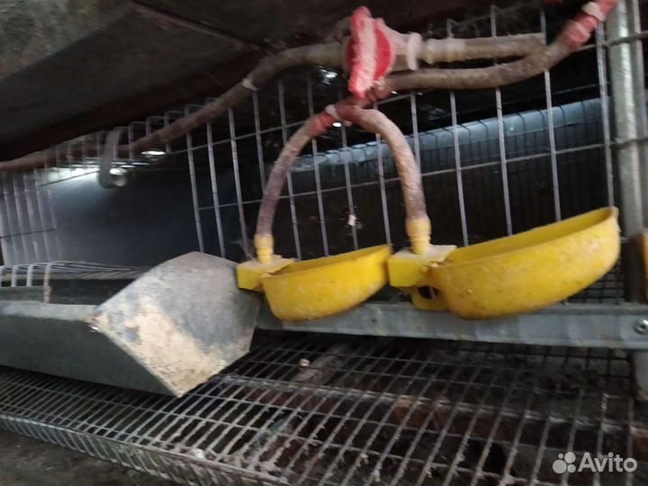 Двойная клетка для перепелов б/у торг