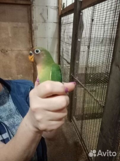 Попугаи неразлучники