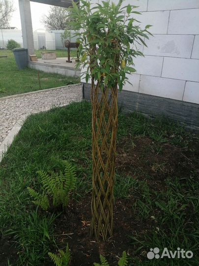 Плетеная ива/Русская пальма