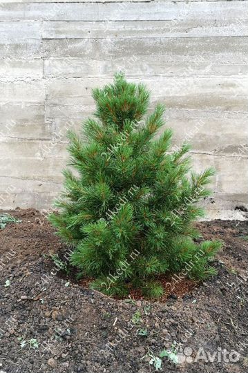 Саженцы сибирского кедра экстра класс