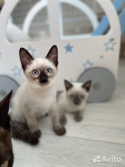 Тайские котята