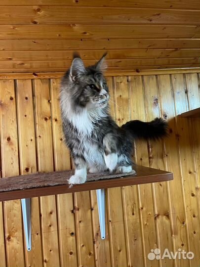 Мейн кун Кошки