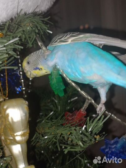 Волнистый попугай