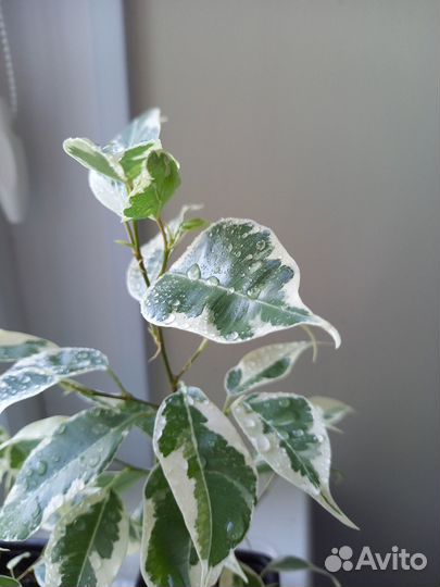 Фикус старлайт