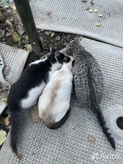 Котята в добрые руки