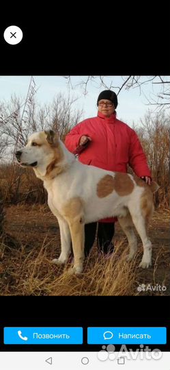 Щенки Алабая (сао)