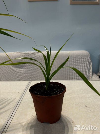 Панданус, ананас комнатеый