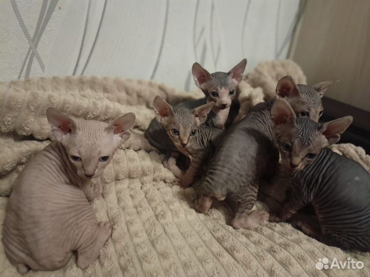 Канадский сфинкс котенок