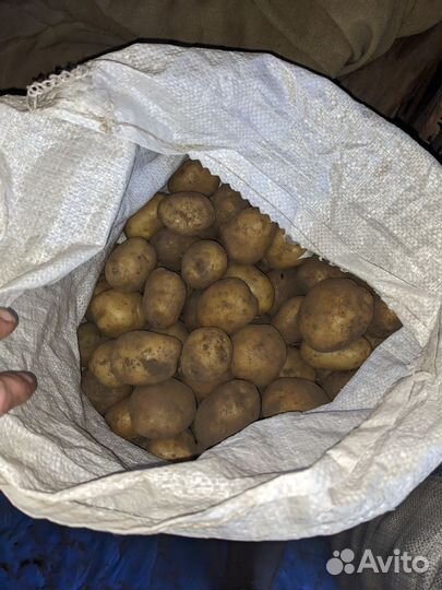 Картофель крупный / Также средний /Мелкий на корм