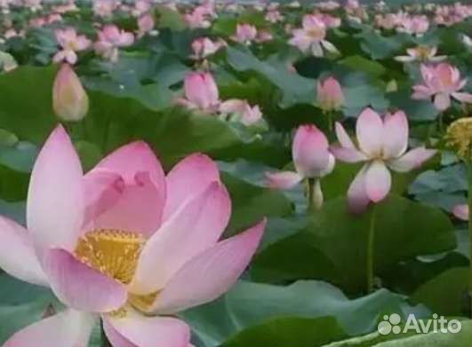 Лотос Комарова (семена)