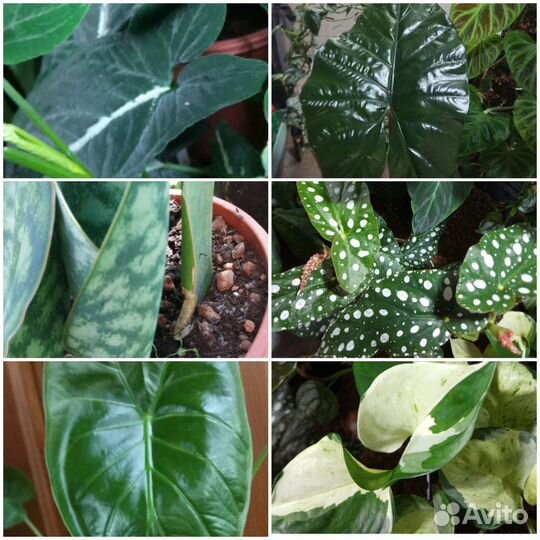 Домашние растения