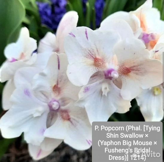 Орхидея фаленопсис