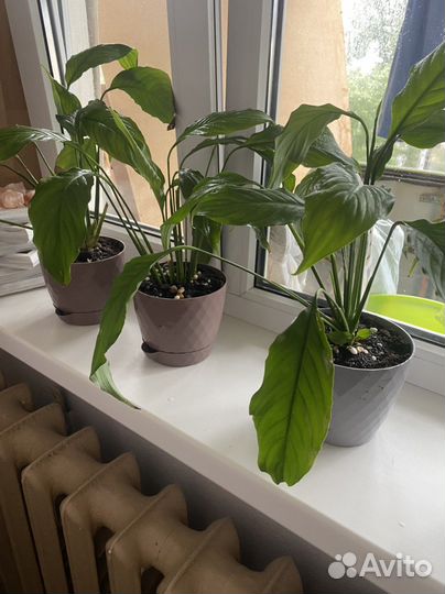 Спатифиллум