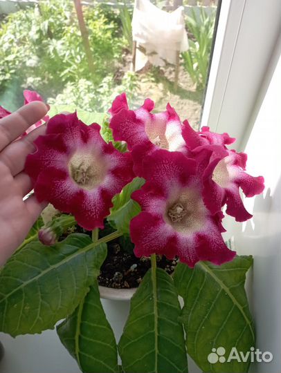 Глоксинии клубни и укорененные листочки