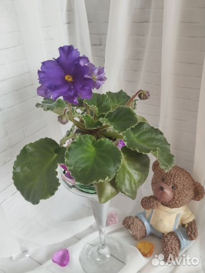 Сортовые фиалки