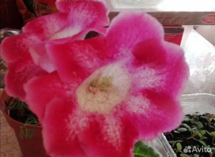 Глоксинии сортовые