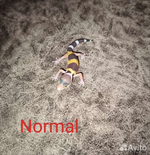 Эублефары самки