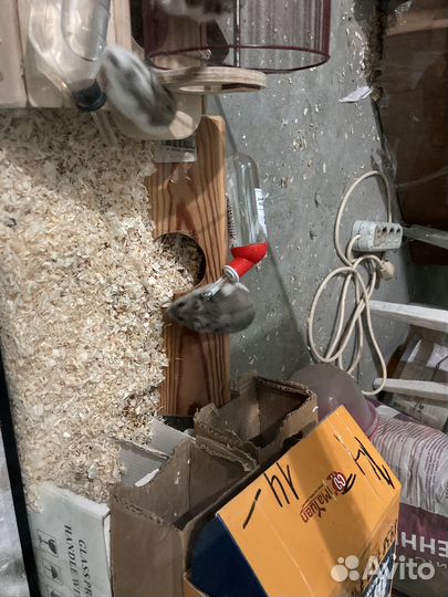 Аквариум для хомяков плюс домик и хомяки