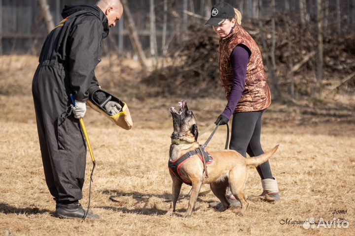 Щенки бельгийской овчарки малинуа