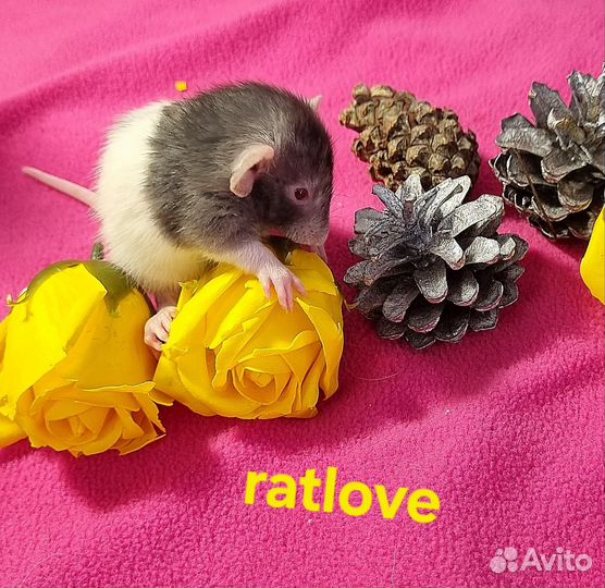 Крысята дамбо девчонки от ratlove