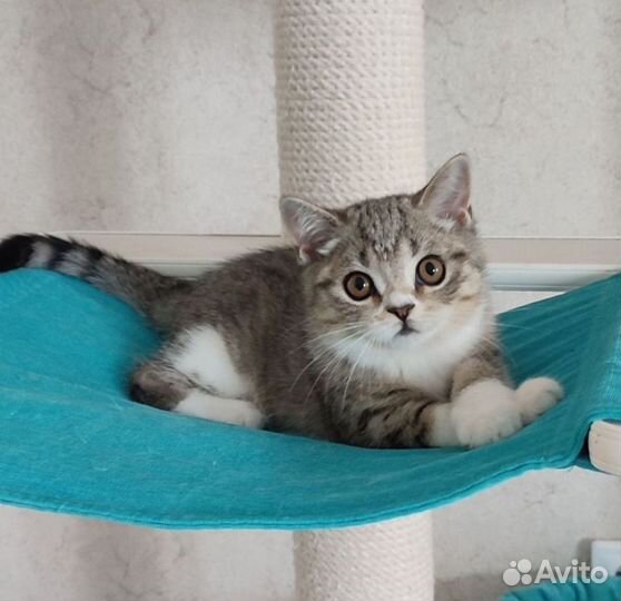 Скоттиш страйт котята