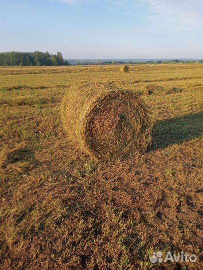 Продам сено в рулонах