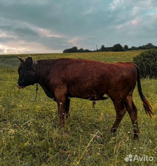 Бычки и телки