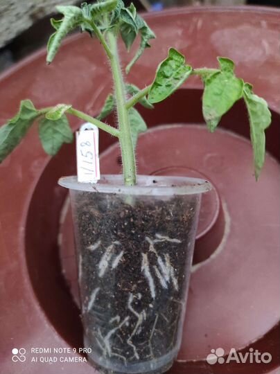 Рассада помидор продажа